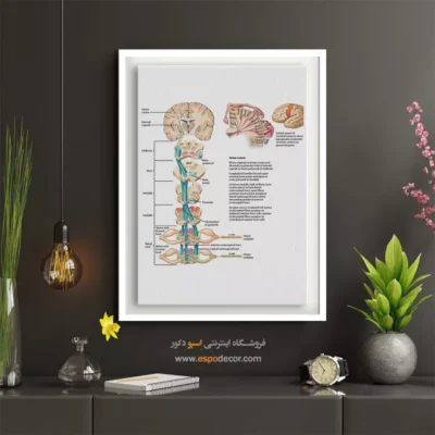تابلو آناتومی - اسپو دکور