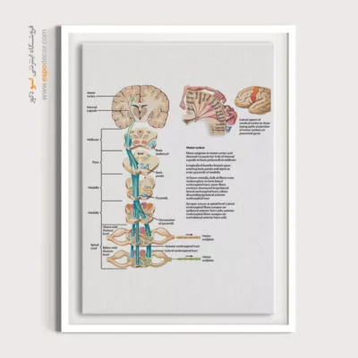 تابلو آناتومی - اسپو دکور