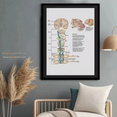 تابلو آناتومی - اسپو دکور
