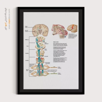 تابلو آناتومی - اسپو دکور