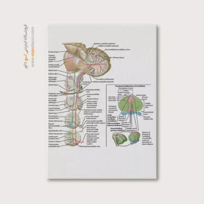 تابلو آناتومی - اسپو دکور