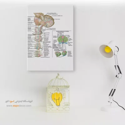 تابلو آناتومی - اسپو دکور