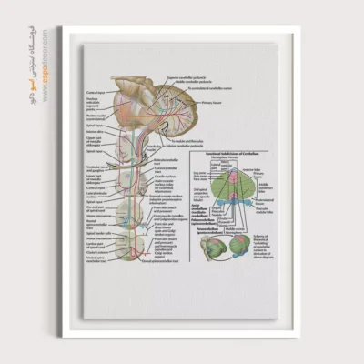 تابلو آناتومی - اسپو دکور