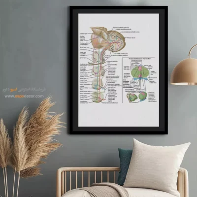 تابلو آناتومی - اسپو دکور
