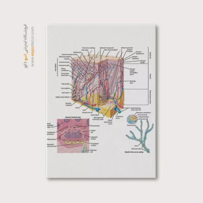تابلو آناتومی - اسپو دکور