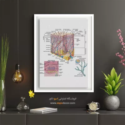 تابلو آناتومی - اسپو دکور
