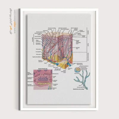 تابلو آناتومی - اسپو دکور