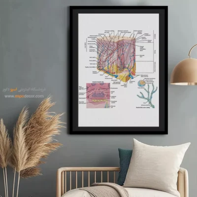 تابلو آناتومی - اسپو دکور