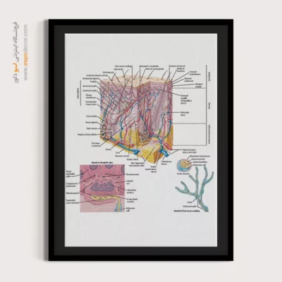 تابلو آناتومی - اسپو دکور
