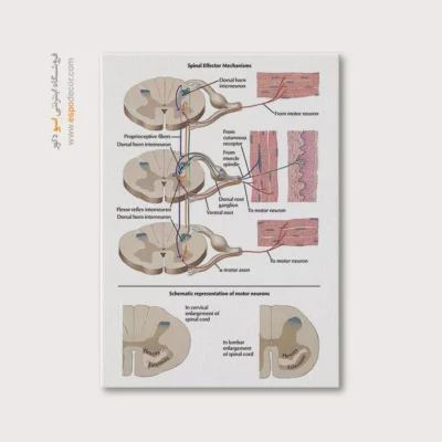 تابلو آناتومی - اسپو دکور