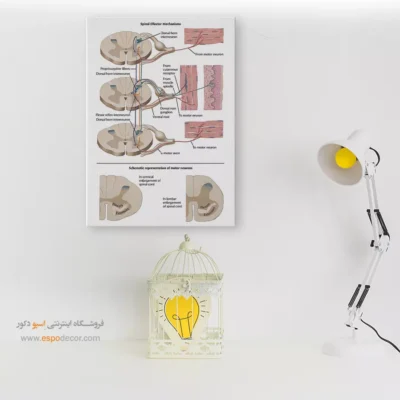 تابلو آناتومی - اسپو دکور