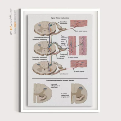 تابلو آناتومی - اسپو دکور