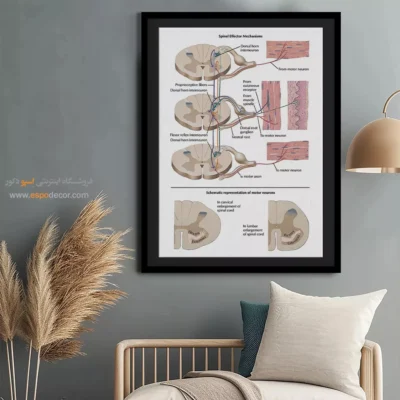 تابلو آناتومی - اسپو دکور