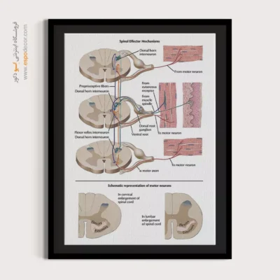 تابلو آناتومی - اسپو دکور