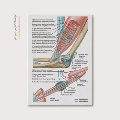 تابلو آناتومی - اسپو دکور