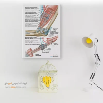 تابلو آناتومی - اسپو دکور