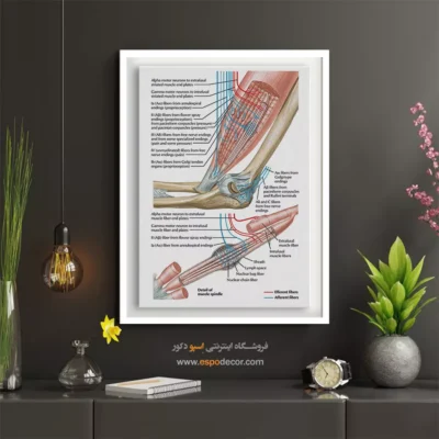 تابلو آناتومی - اسپو دکور