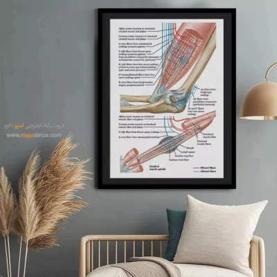 تابلو آناتومی - اسپو دکور