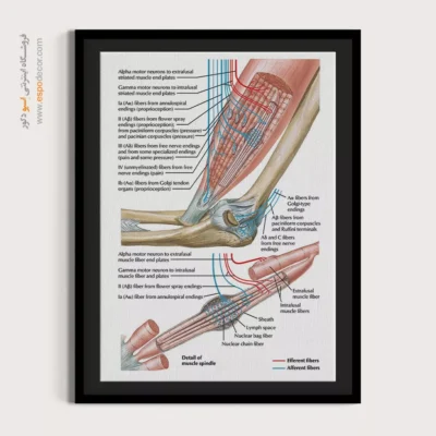 تابلو آناتومی - اسپو دکور
