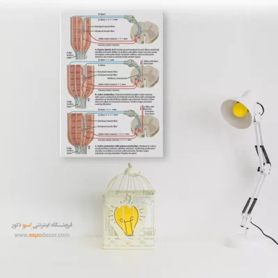 تابلو آناتومی - اسپو دکور