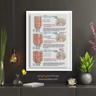 تابلو آناتومی - اسپو دکور