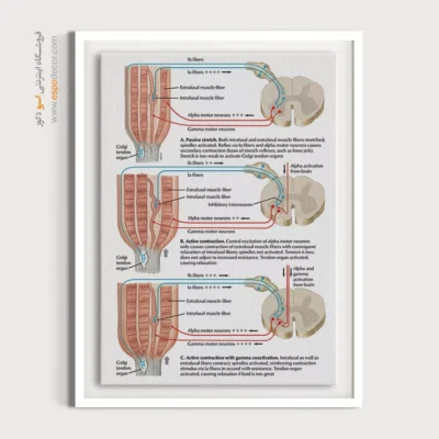 تابلو آناتومی - اسپو دکور