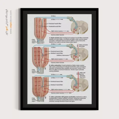 تابلو آناتومی - اسپو دکور