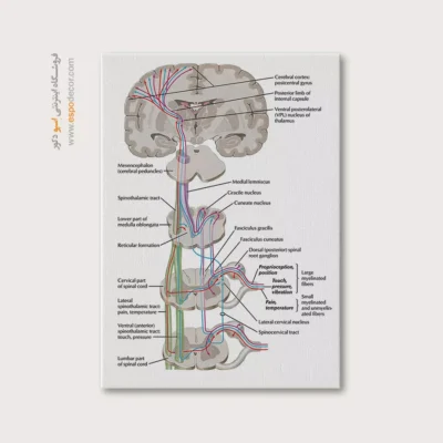 تابلو آناتومی - اسپو دکور
