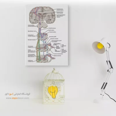 تابلو آناتومی - اسپو دکور