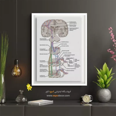تابلو آناتومی - اسپو دکور