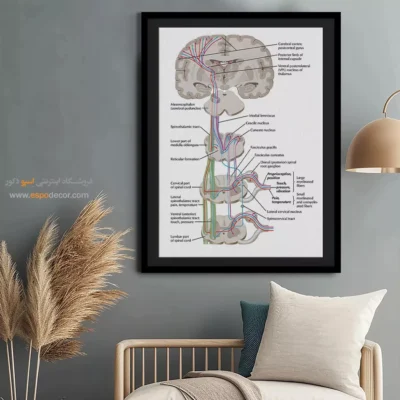 تابلو آناتومی - اسپو دکور