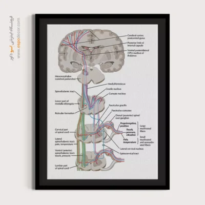 تابلو آناتومی - اسپو دکور