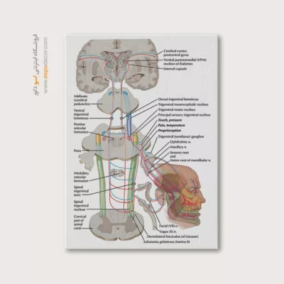 تابلو آناتومی - اسپو دکور