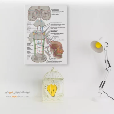 تابلو آناتومی - اسپو دکور