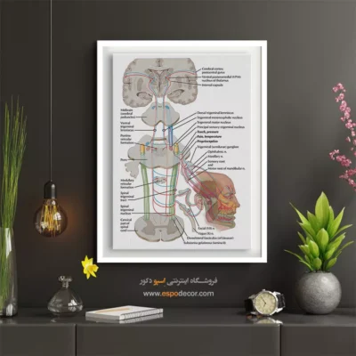 تابلو آناتومی - اسپو دکور