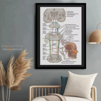 تابلو آناتومی - اسپو دکور