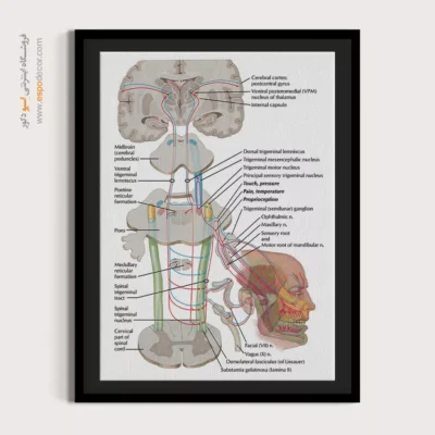 تابلو آناتومی - اسپو دکور