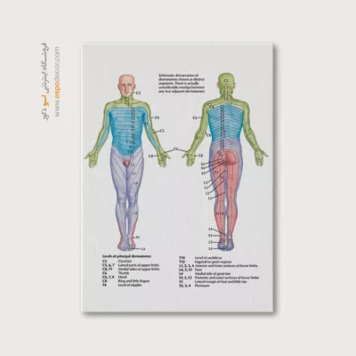 تابلو آناتومی - اسپو دکور