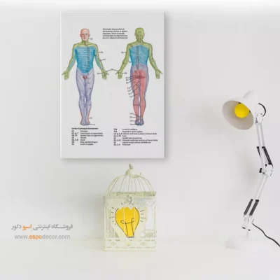 تابلو آناتومی - اسپو دکور