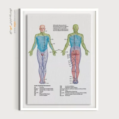 تابلو آناتومی - اسپو دکور