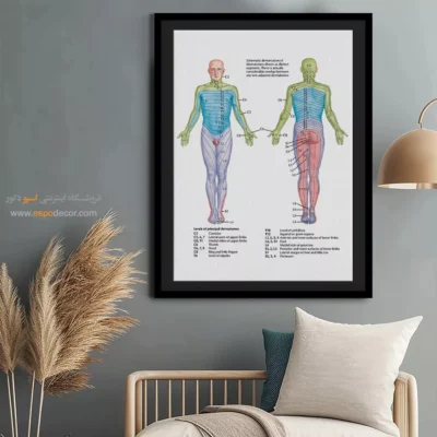 تابلو آناتومی - اسپو دکور