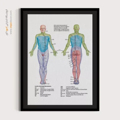 تابلو آناتومی - اسپو دکور