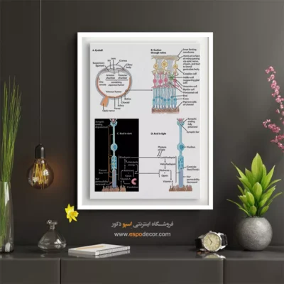 تابلو آناتومی - اسپو دکور