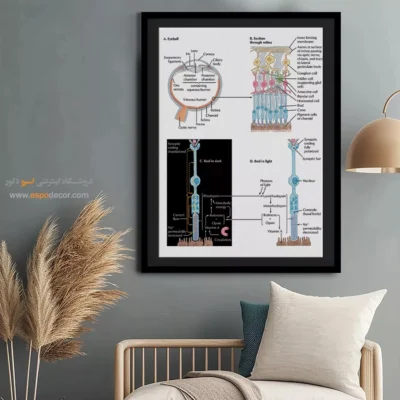تابلو آناتومی - اسپو دکور