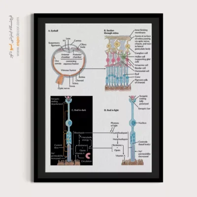 تابلو آناتومی - اسپو دکور