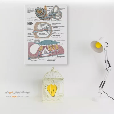 تابلو آناتومی - اسپو دکور