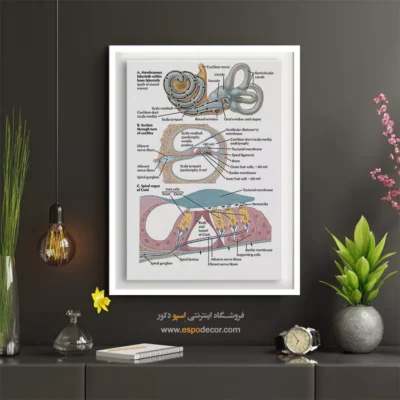 تابلو آناتومی - اسپو دکور