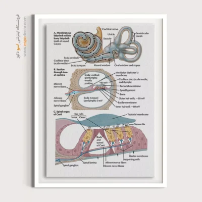 تابلو آناتومی - اسپو دکور