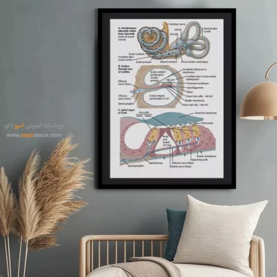 تابلو آناتومی - اسپو دکور