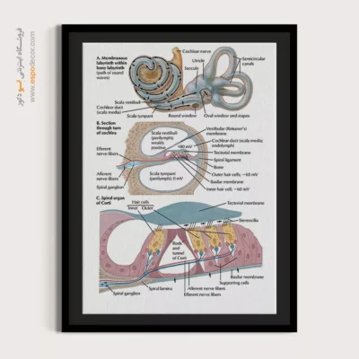 تابلو آناتومی - اسپو دکور
